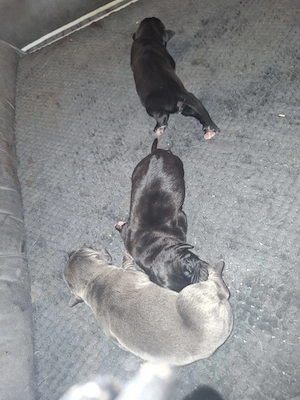 Cane Corso Welpen 
