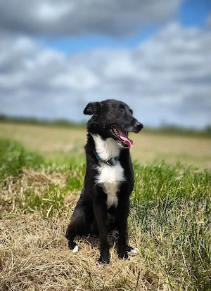 *BUCKY* kennt das Familienleben. Er ist bereits in Deutschland und wartet auf Ihren Besuch