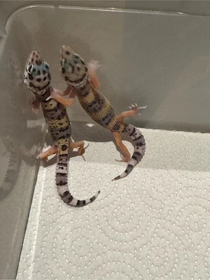 Gesunde und handzahme Leopardgecko Nachzuchten (05.07 geboren)