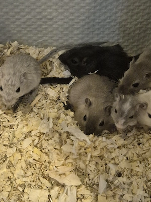 Jungtiere Rennmaus 