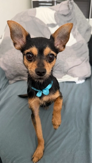     Russkiy Toy+ Chihuahua mix DECK RÜDE 