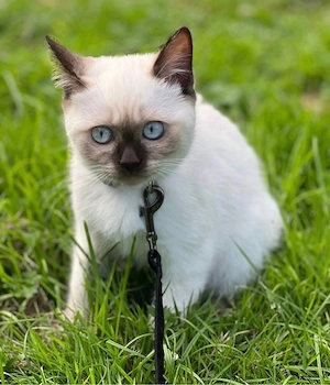Siamkatze sucht liebevolles Zuhause