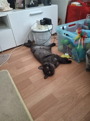 bkh reinrassige kitten Jungen