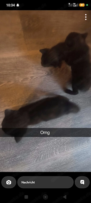 Katzen Babys zu verkaufen 