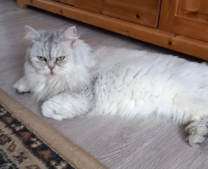 weibliche Katze 