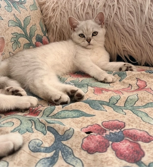     2 süße Britisch Kurzhaar Kitten ab August abzugeben