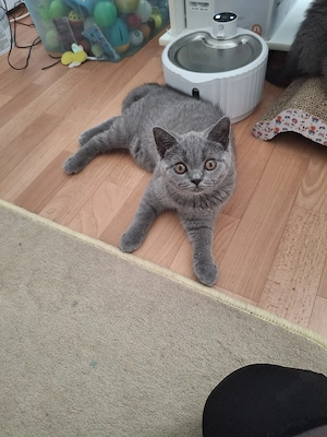 bkh reinrassige kitten Mädchen