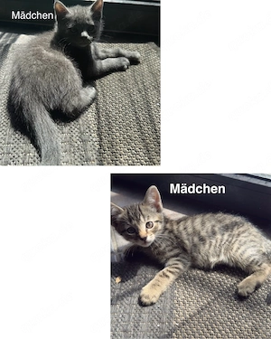 2 wunderschöne Katzen Geschwister abzugeben 