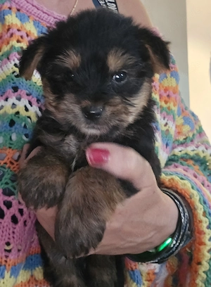 Yorkshire Terrier Welpen Nähe Dresden Bild 2