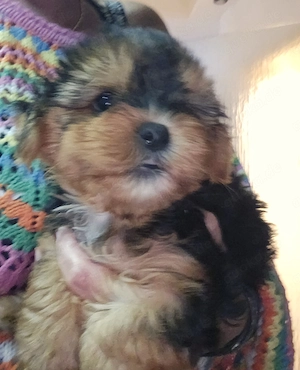 Yorkshire Terrier Welpen Nähe Dresden Bild 3