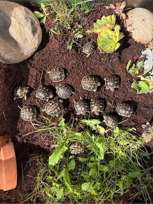 Landschildkröte Testudo Hermanni Hermanni (Apulien) Selten