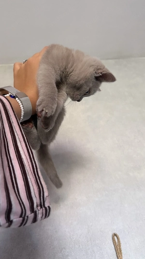 bkh katze lilac mädchen
