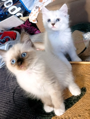 heilige Birma bkh  kitten 