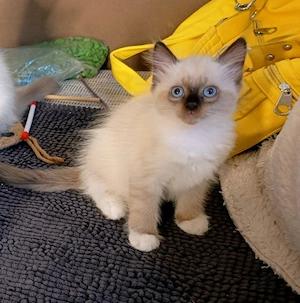 Bkh  Birma kitten 