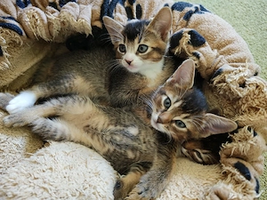 Süße Abessinier-EKH-Mix Kitten suchen ein liebevolles Zuhause