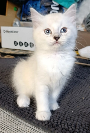 Bkh  Birma kitten 