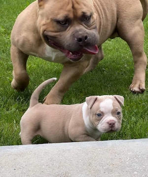 American Bully Welpen suchen ein neues Zuhause!