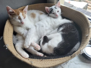 Zauberhafte kleine Katzenkinder