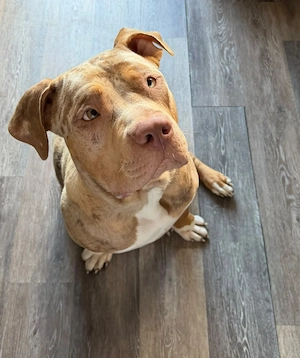 American Bully XL 9 Monate alt 