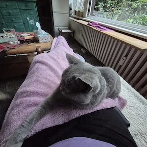 bkh Katze 2 Jahre alt. Einzelplatz gesucht