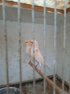 Kanarienvögel Paar