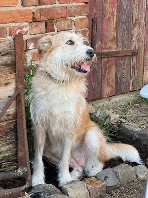 Tallulah - eine Schönheit auf der Suche nach ihrem Traumzuhause