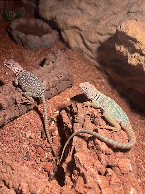 halzbandleguan 