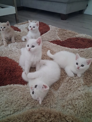 Katzen BKH