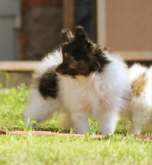 Papillon-Welpen suchen ein liebevolles Zuhause!
