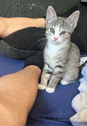 Bkh Mix Kitten abzuheben :) 