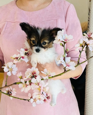Papillon-Welpen suchen ein liebevolles Zuhause!