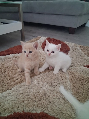 BKH Kitten 13 Wochen alt.