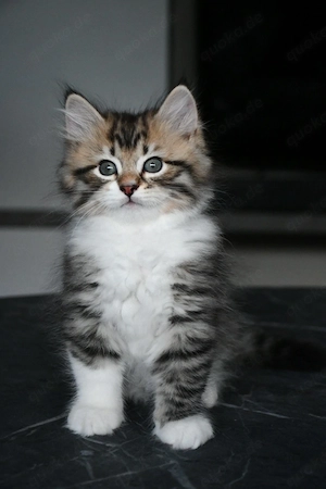 Sibirische Katzenbabys (Kater)