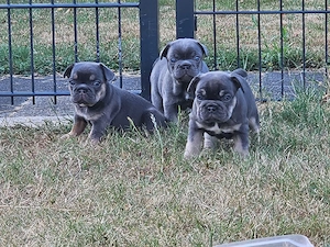 Französische Bulldoggen Welpen 