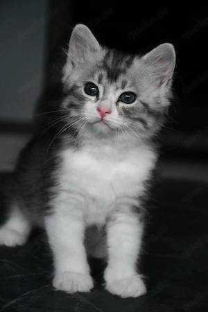 Sibirische Katzenbabys (Kater) 