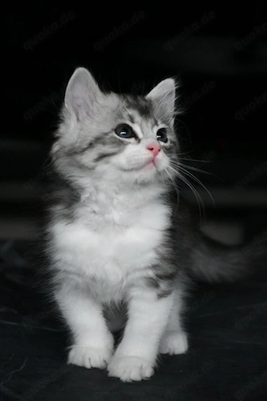Sibirische Katzenbabys - Kater 