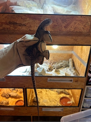 Australische Wasseragame Pärchen