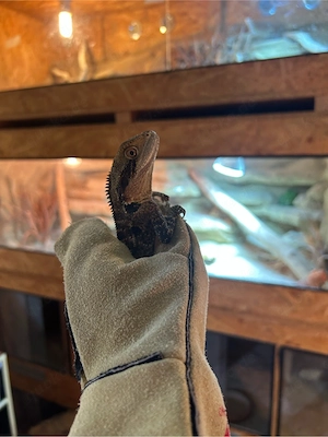 Australische Wasseragame (Pärchen) abzugeben