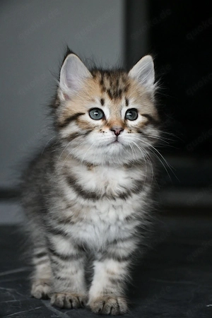 Sibirische Katzenbabys (Weibchen) 
