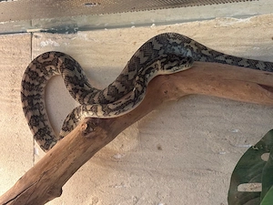 teppichpython (morelia spilota )