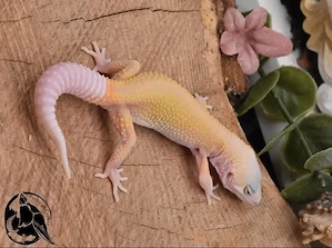 1.0 Ember Leopardgecko 
