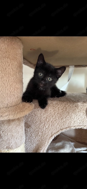 Katze Katzenbaby