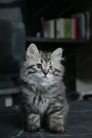 Sibirische Katzenbabys (Weibchen) 