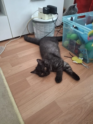 bkh reinrassige kitten Jungen 