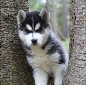Siberian-Husky-Welpen suchen ein neues Zuhause.
