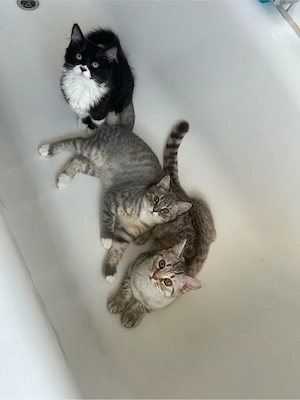 Britisch Kitten 3 Mädchen