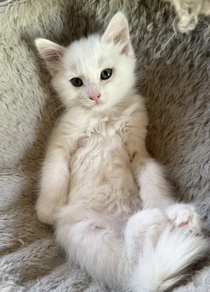 BKH Kitten Weiß 