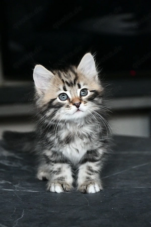 Sibirische Katzenbabys (Kater) 