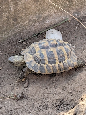 Zwei griechische Landschildkröten abzugeben w+m
