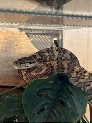 teppichpython (morellia spilota)